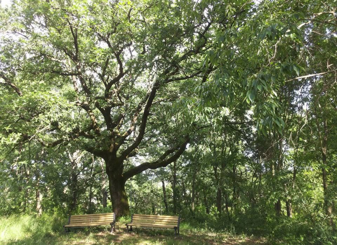 parco della Rimessola