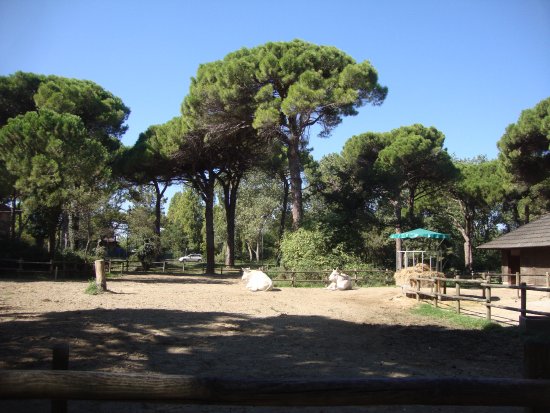Pineta terme di Cervia