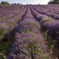 NEI COLORI DELLA LAVANDA-camminata metabolica tra i filari di lavanda